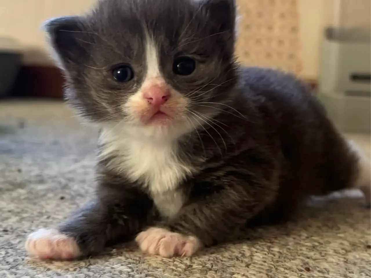 Billede 1 - 💙Sød Maine Coon/Ragdoll hankilling💙