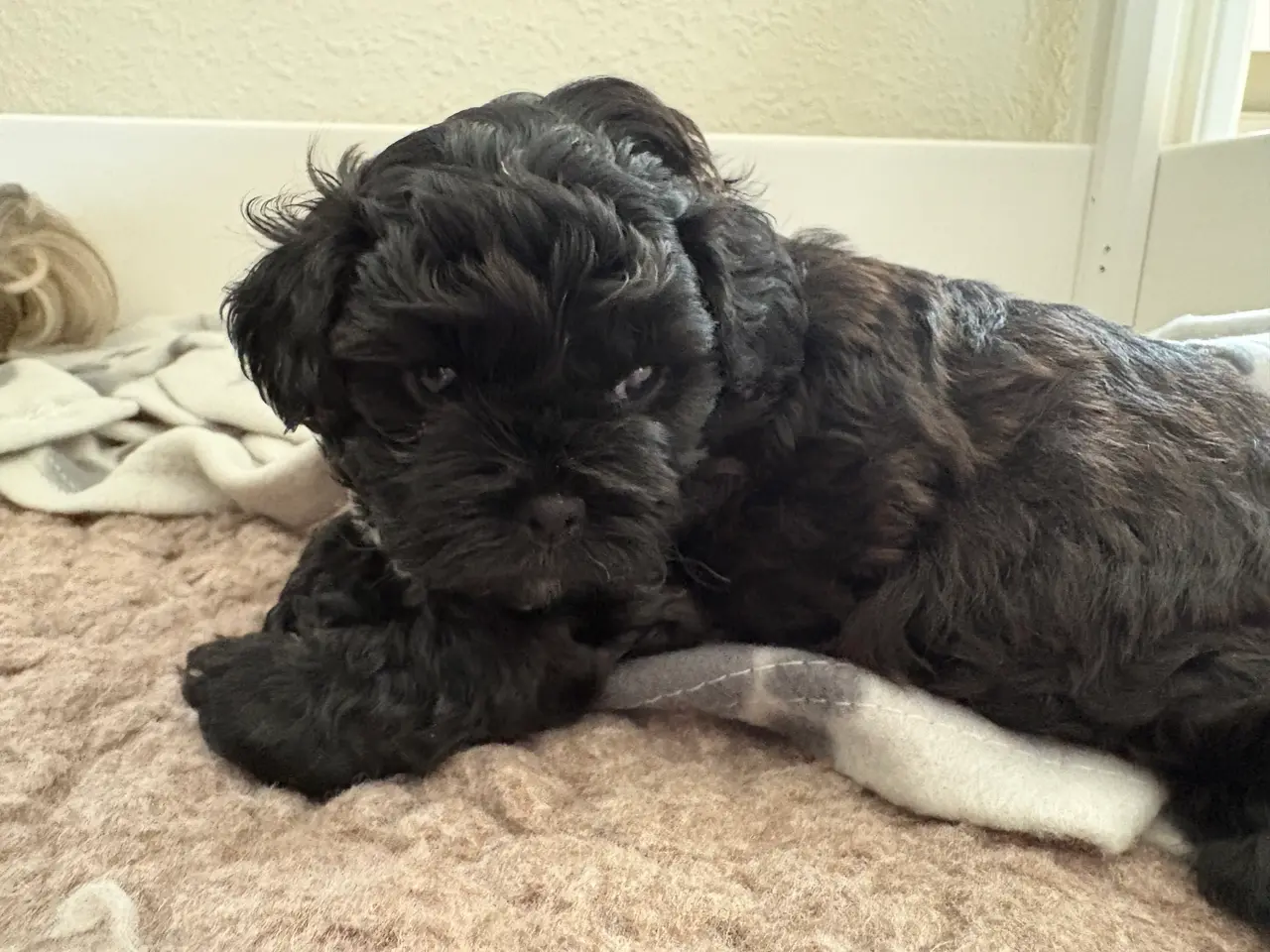 Billede 4 - Toy Shihpoo hvalpe. 3 drenge