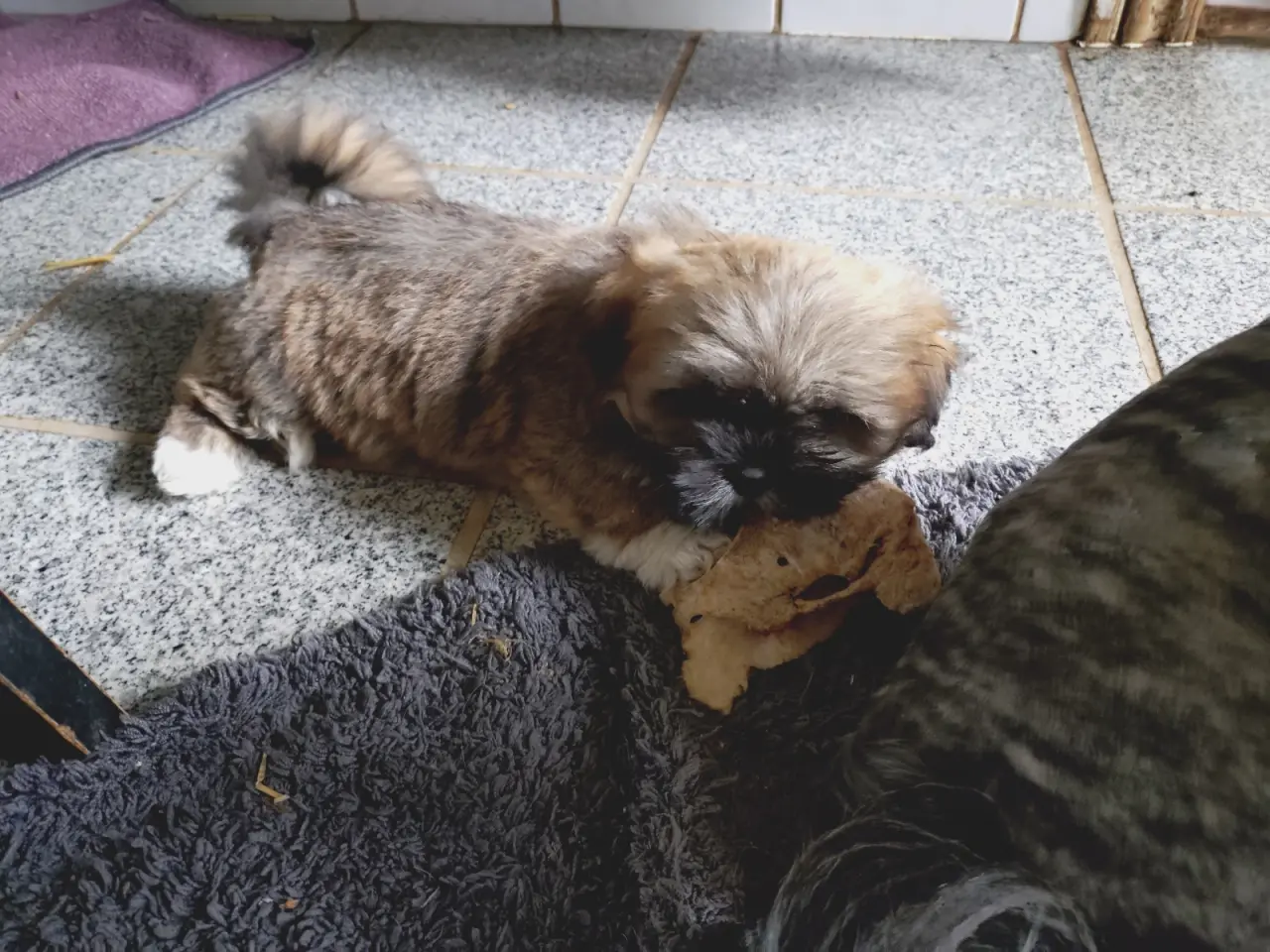Billede 8 - Lhasa apso hvalpe med stambog 