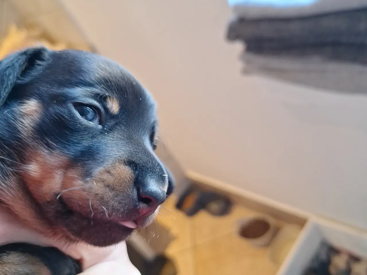 Billede 2 - Gravhunde hvalpe