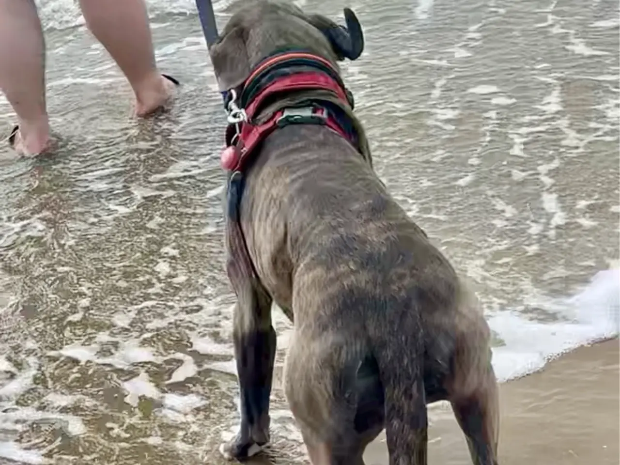 Billede 6 - Cane Corso tæve solvej
