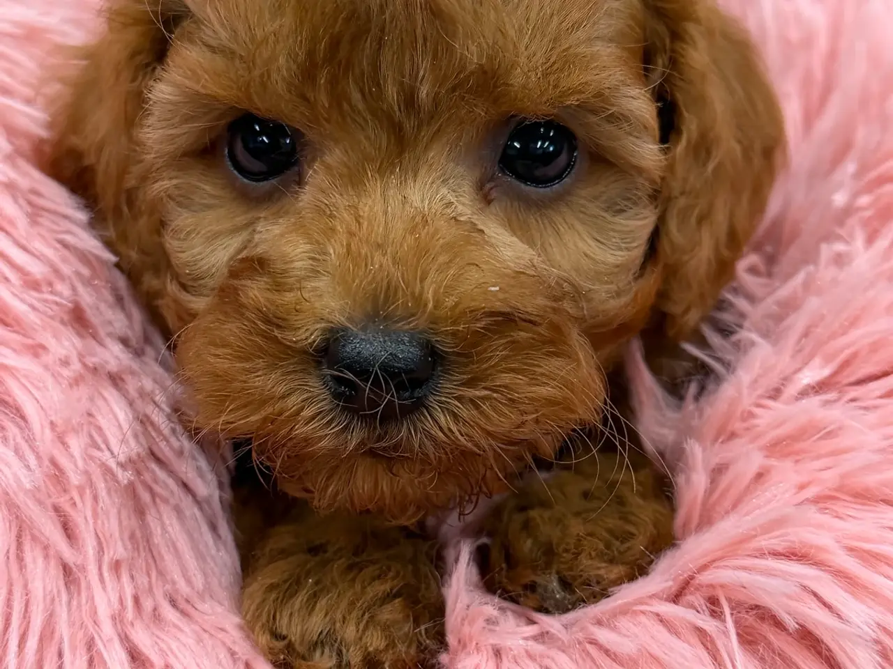 Billede 12 - Skønne mini Maltipoo hvalpe