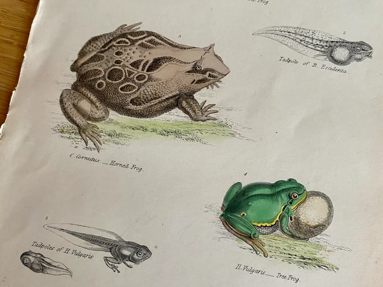 Billede 5 - Antik Håndkoloreret planche med frøer og tudser 