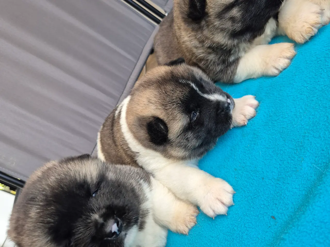 Billede 3 - Hundehvalpe American Akita 💙💙💙🩷