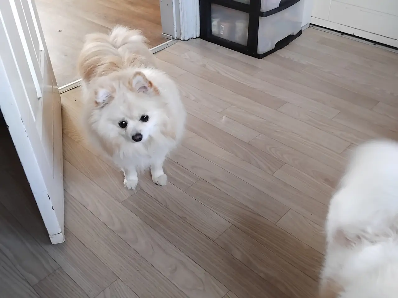 Billede 3 - Ægte Pomeranian hvalpe stk 2 dreng ægte