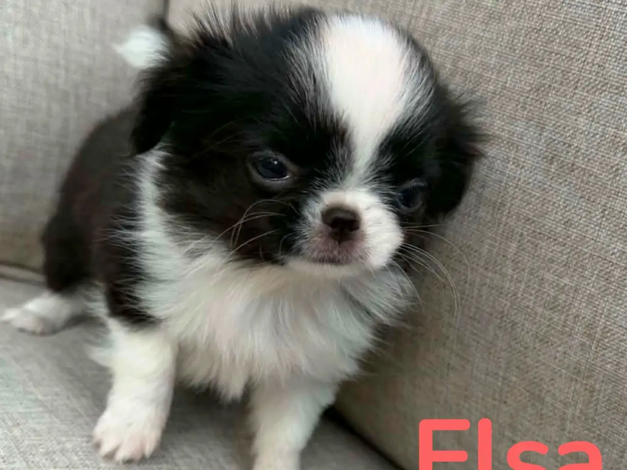 Billede 3 - Chihuahua/Japanese Chin mix. hvalpe.
