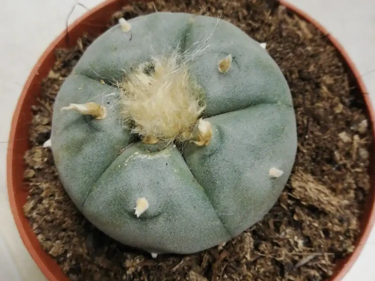 Billede 2 - Peyote planter williamsii