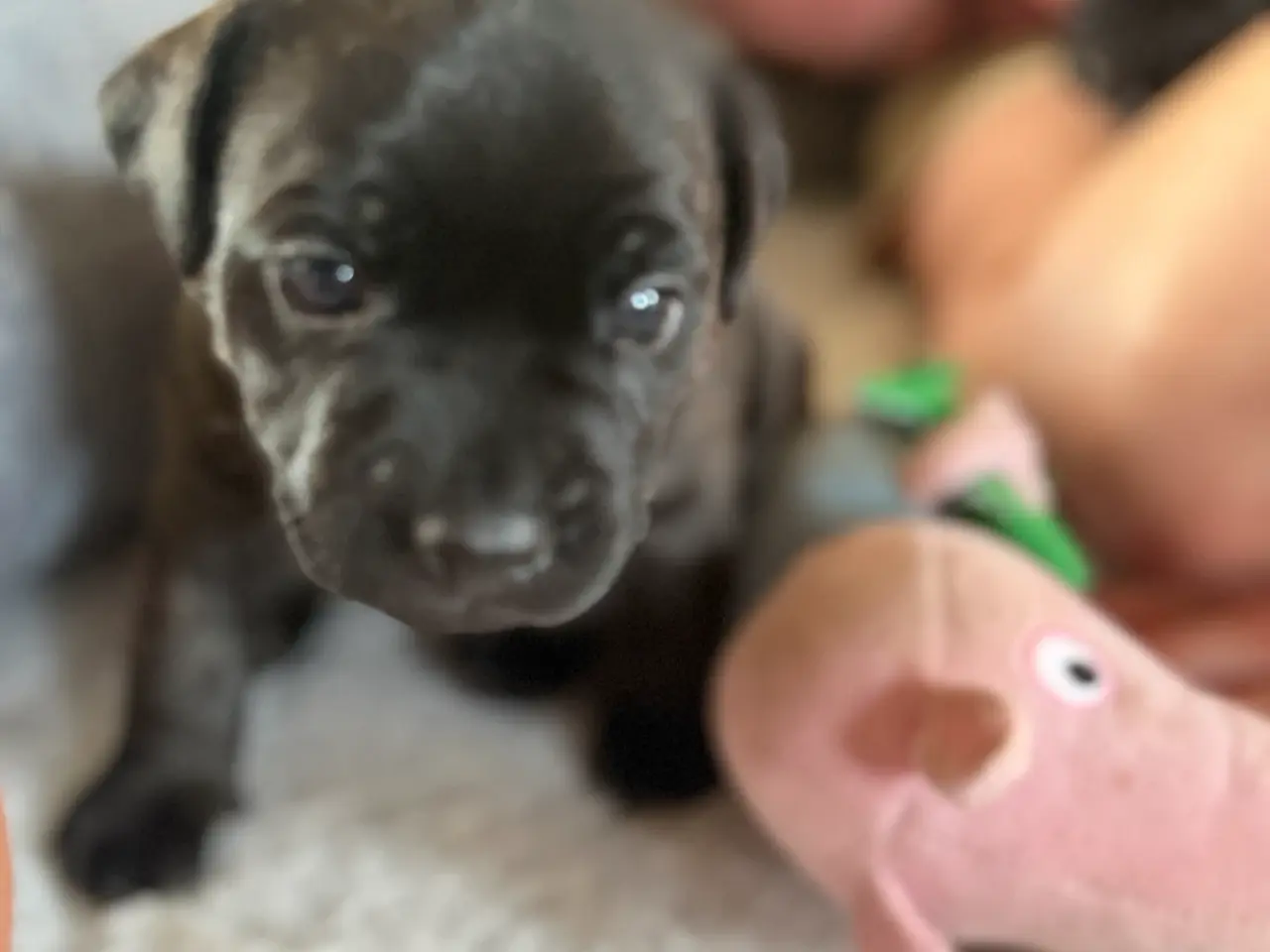 Billede 6 - 🐶 2 skønne hanhvalpe søger deres nye familier ❤️