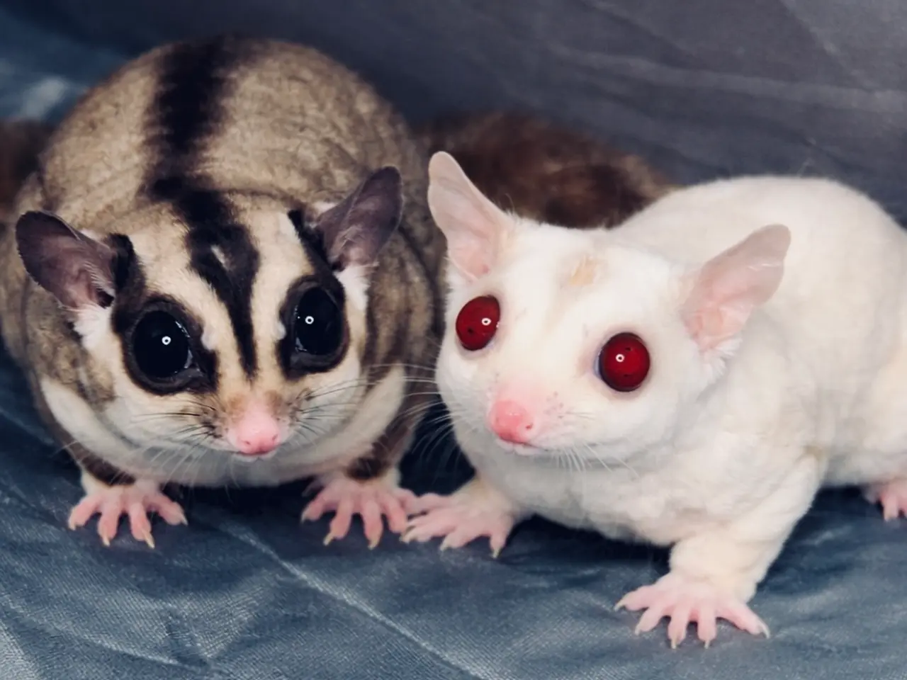 Billede 1 - 2 søde sugargliders søger ny foderslave 😃