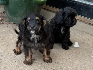 Små virkelig fine mini Cavapoo babyer