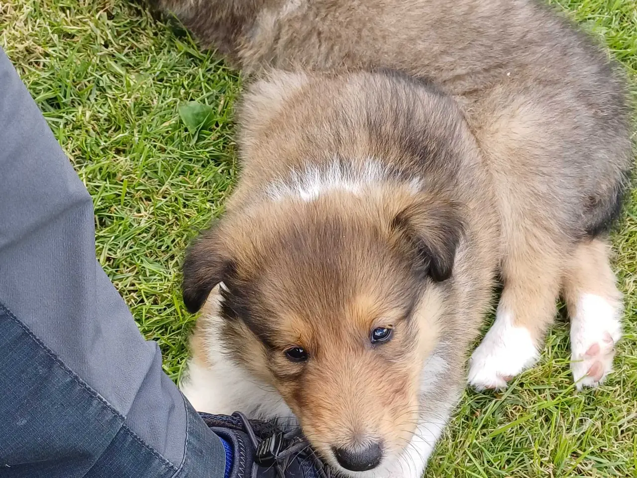 Billede 3 - 3 Collie tilbage (Amerikansk)