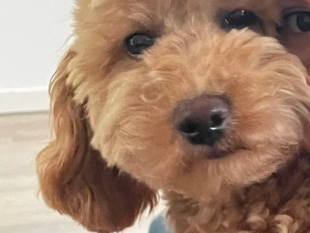 Billede 5 - Toy Puddel hvalpe