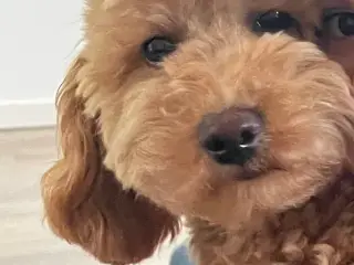 Toy Puddel hvalpe - 5