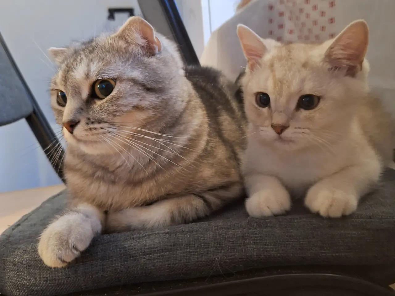 Billede 5 - British shorthair