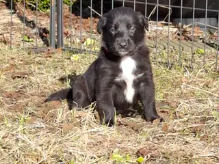 Skønneste Labcollie hvalpe
