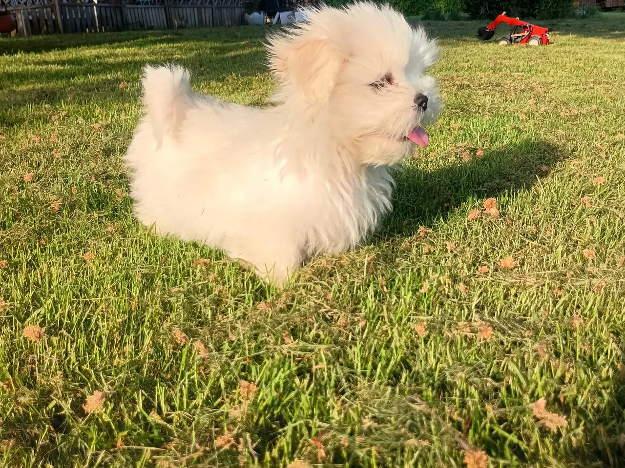 Billede 5 - Klar nu, lhasa apso 