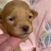 Kennel Lykkebo's