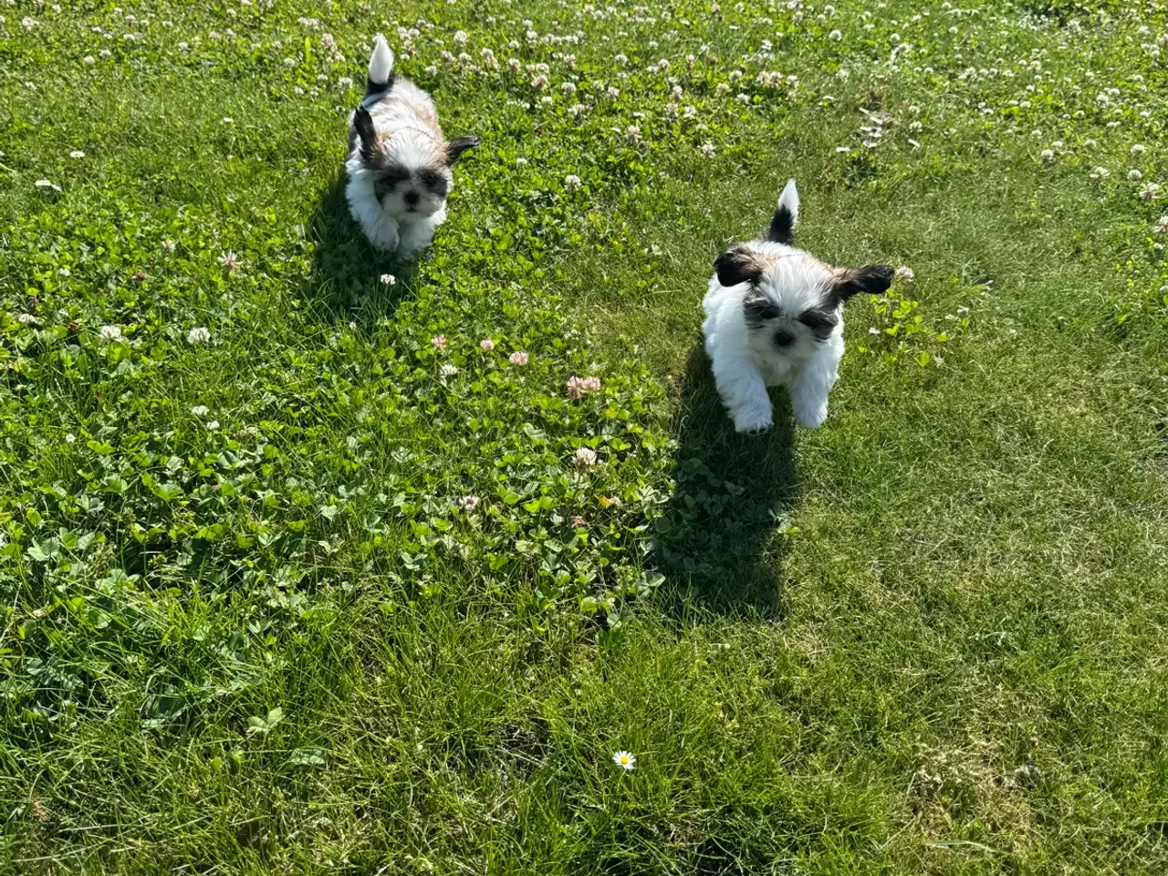 Billede 1 - Shih-Tzu hvalpe ægte