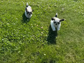 Shih-Tzu hvalpe ægte