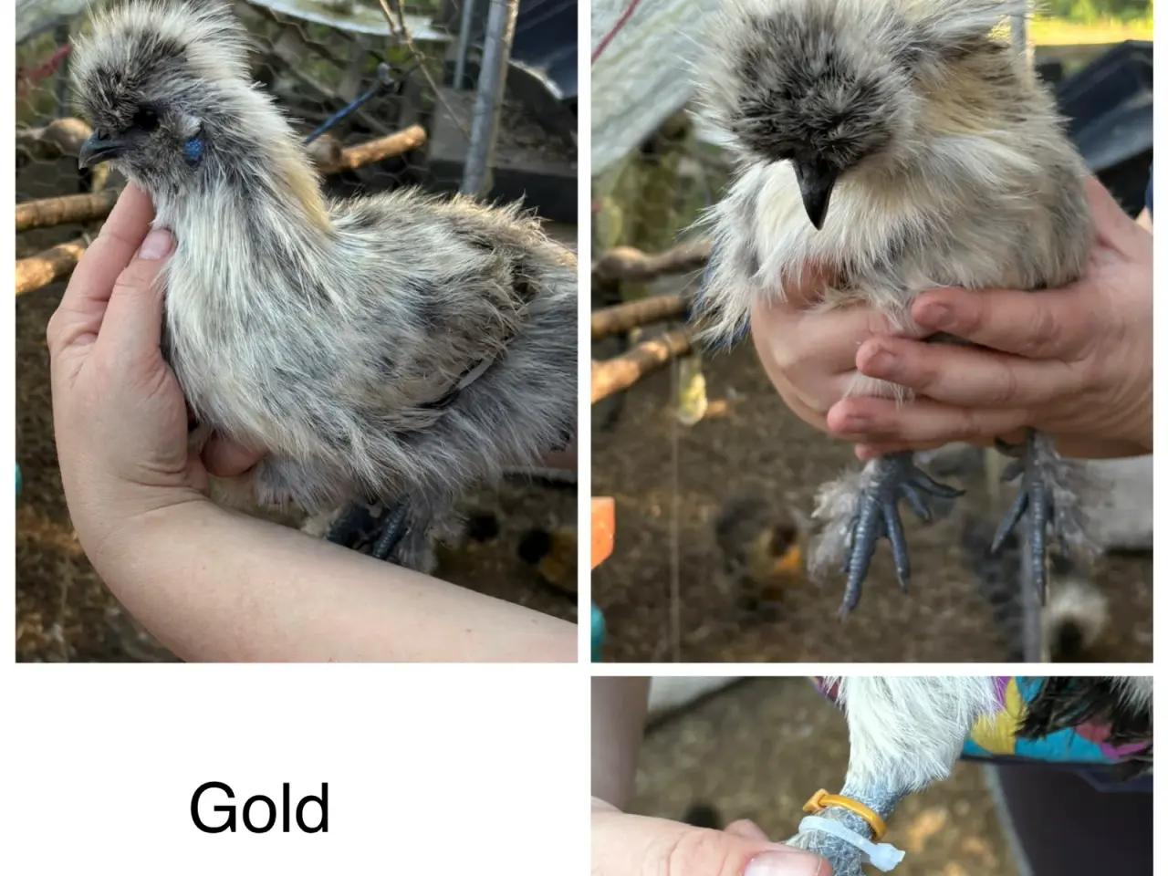 Billede 9 - Silkiehaner / Silkie roosters