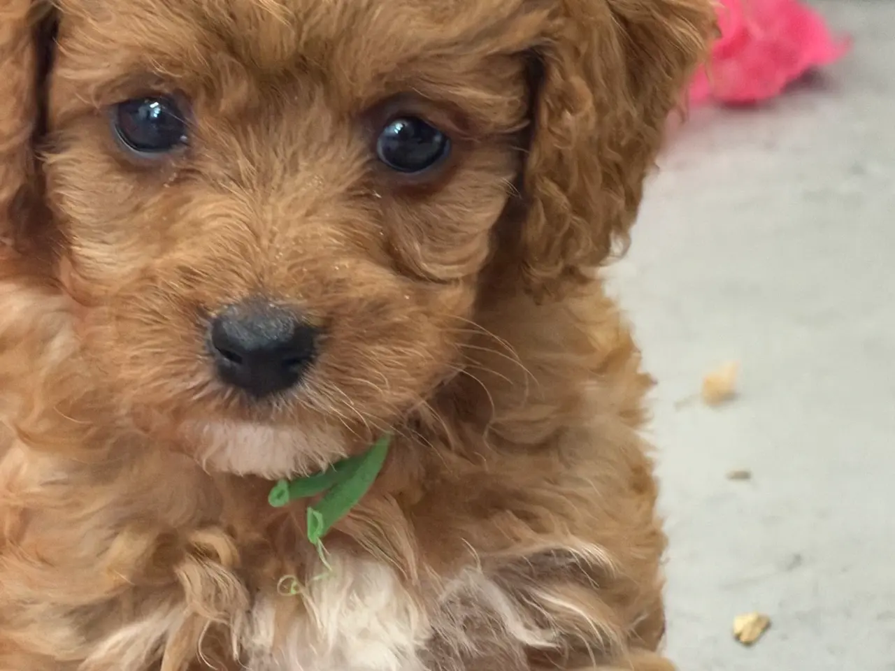 Billede 4 - 🐶☀️ Skønne Cavapoo-hvalpe søger deres kommende fa