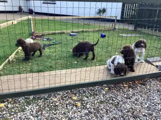 FT springer/Engelsk Springer Spaniel