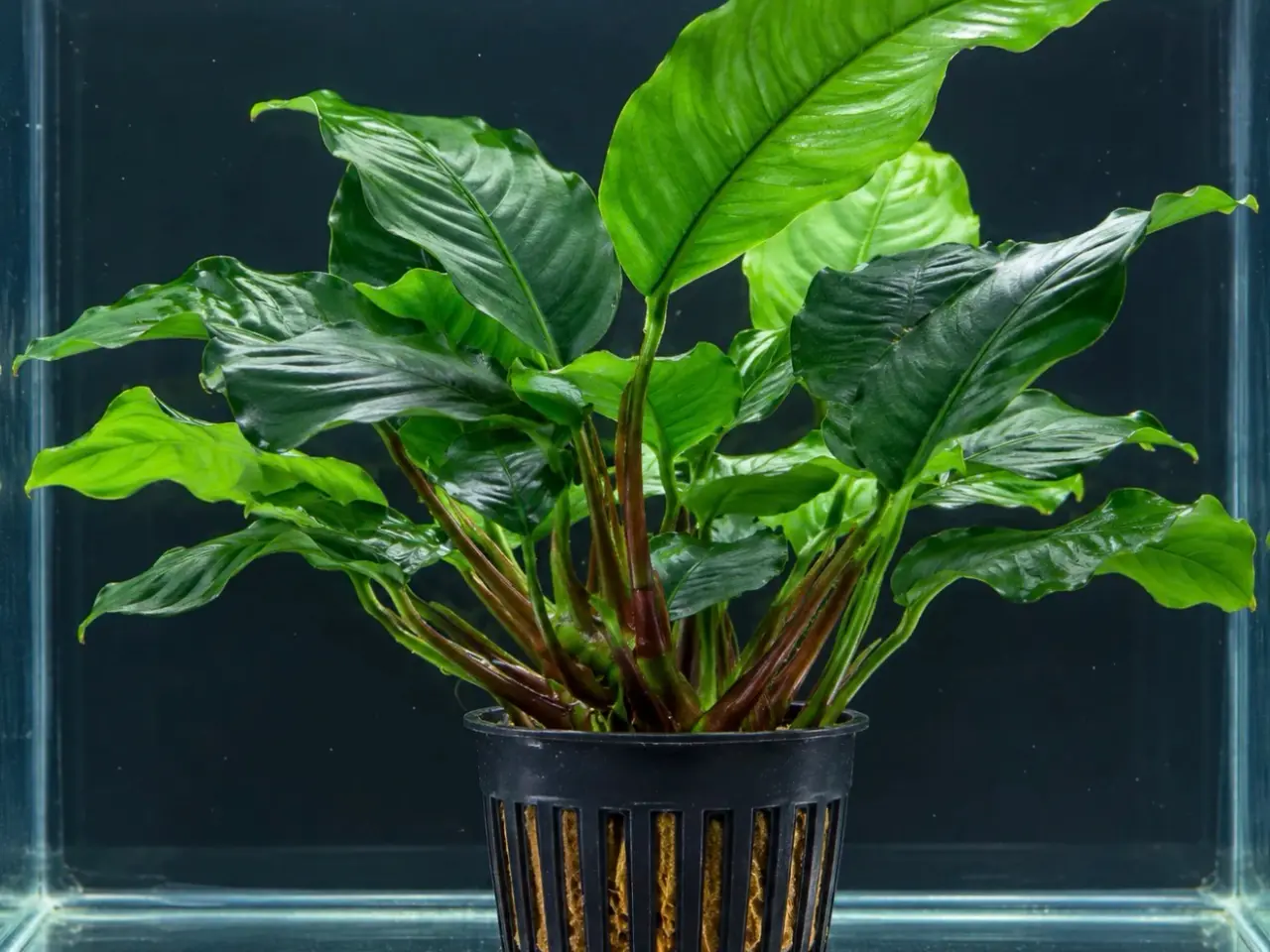 Billede 5 - Akvarie planter / FRAA 25kr.