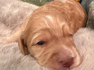 Cockerpoo babyer 