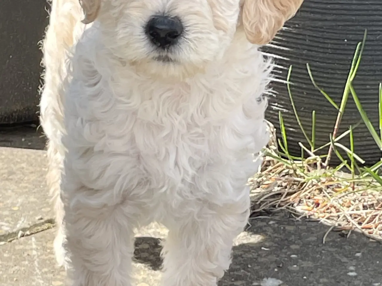 Billede 15 - Mini-labradoodle / doodle sælges