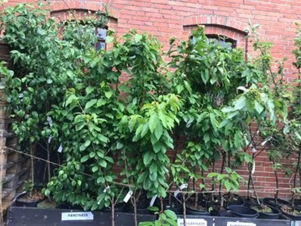 Billede 3 - Frugt træer, æble, kirsebær, blomme og pære