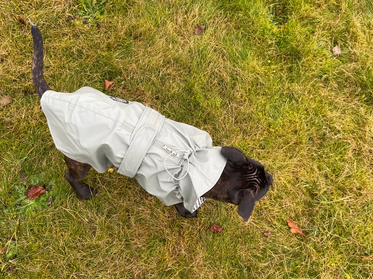 Billede 4 - Hunde regnjakke 