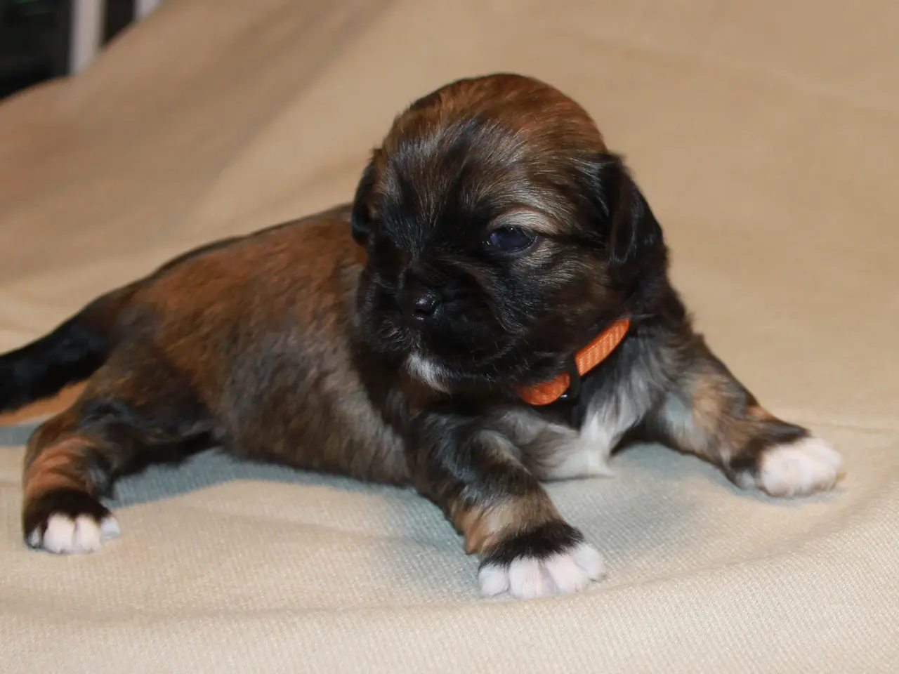 Billede 5 - Lhasa Apso hvalpe