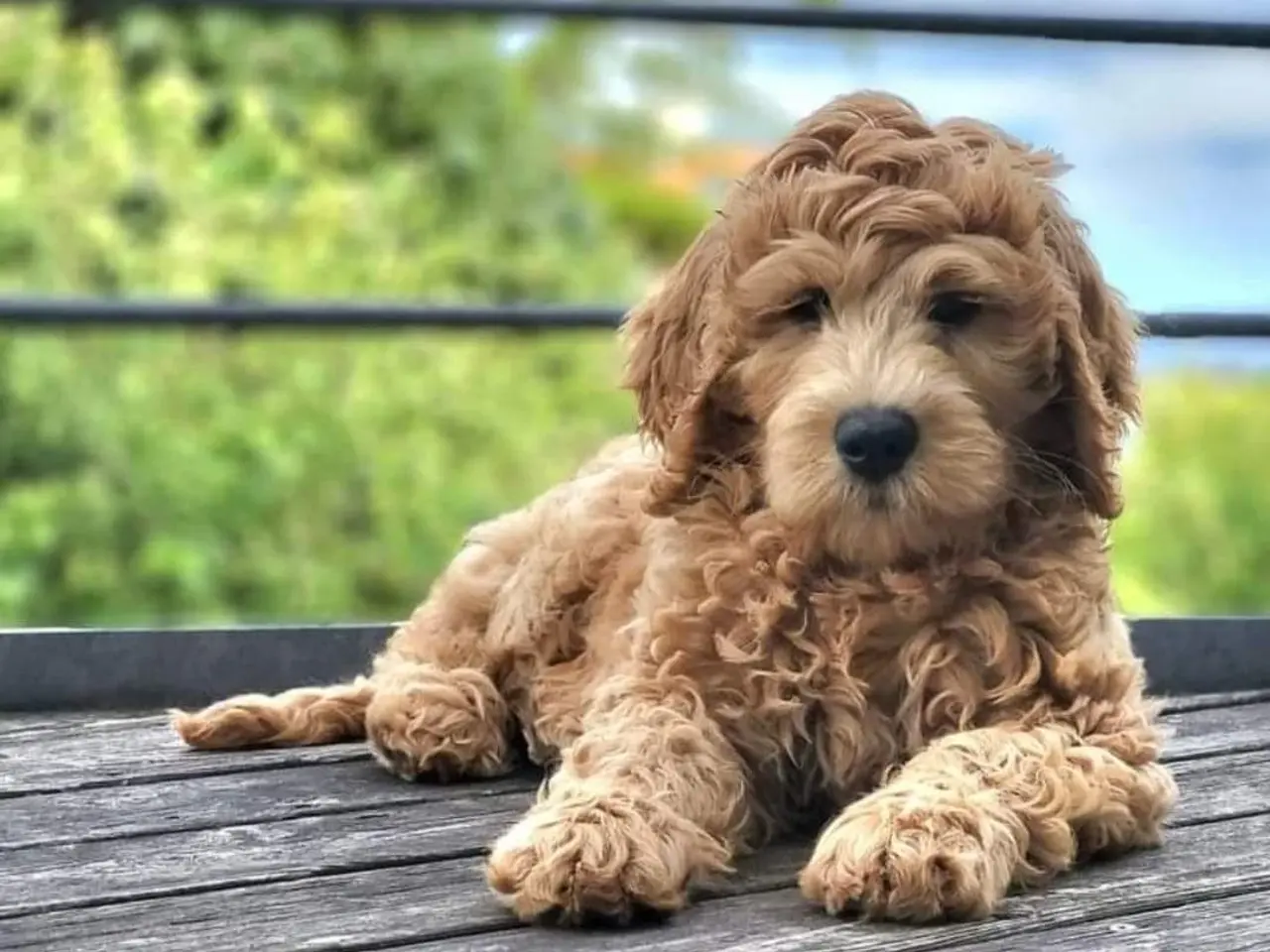 Billede 6 - Goldendoodle hvalpe