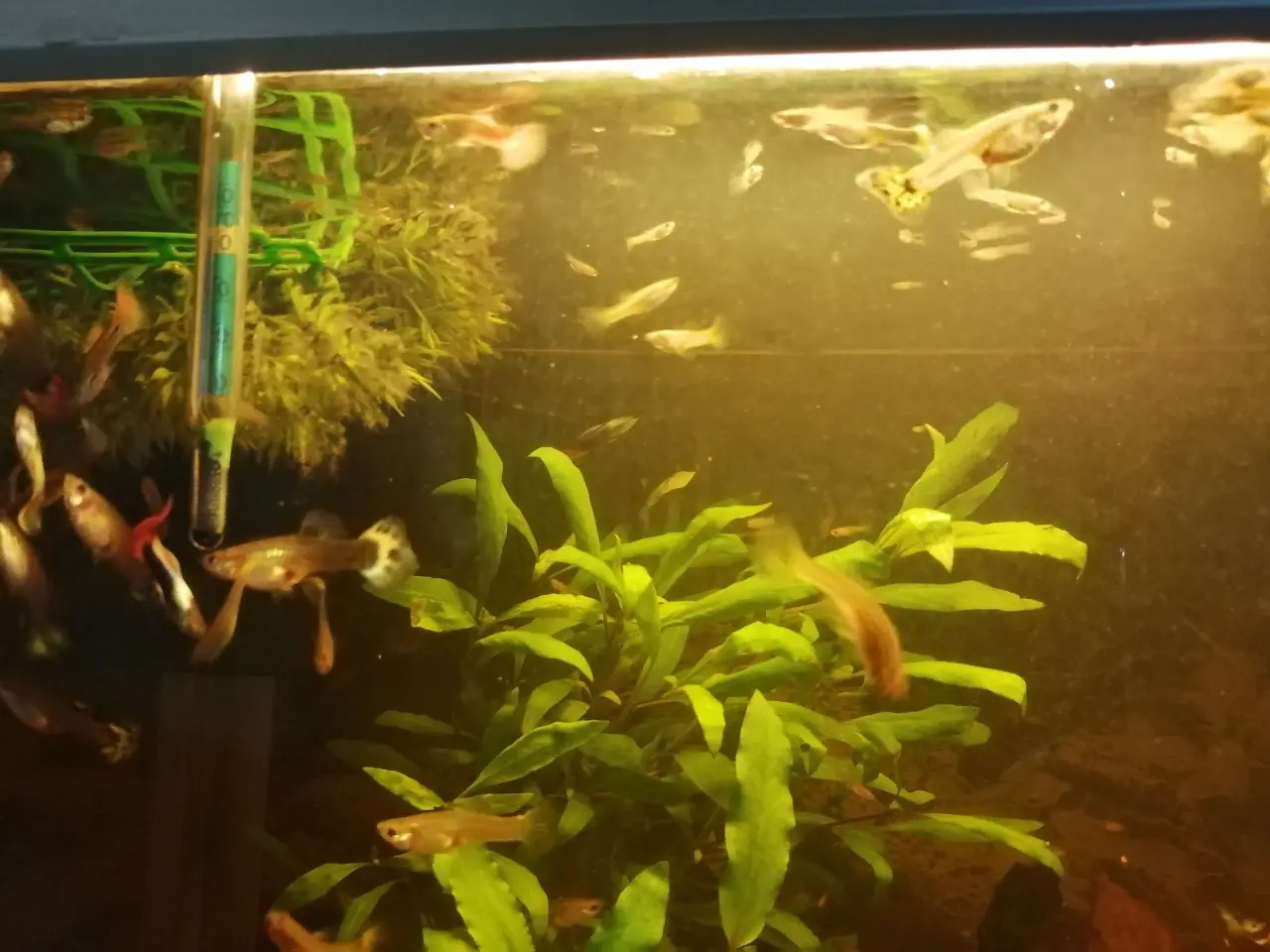 Billede 2 - Guppy 20 stk.