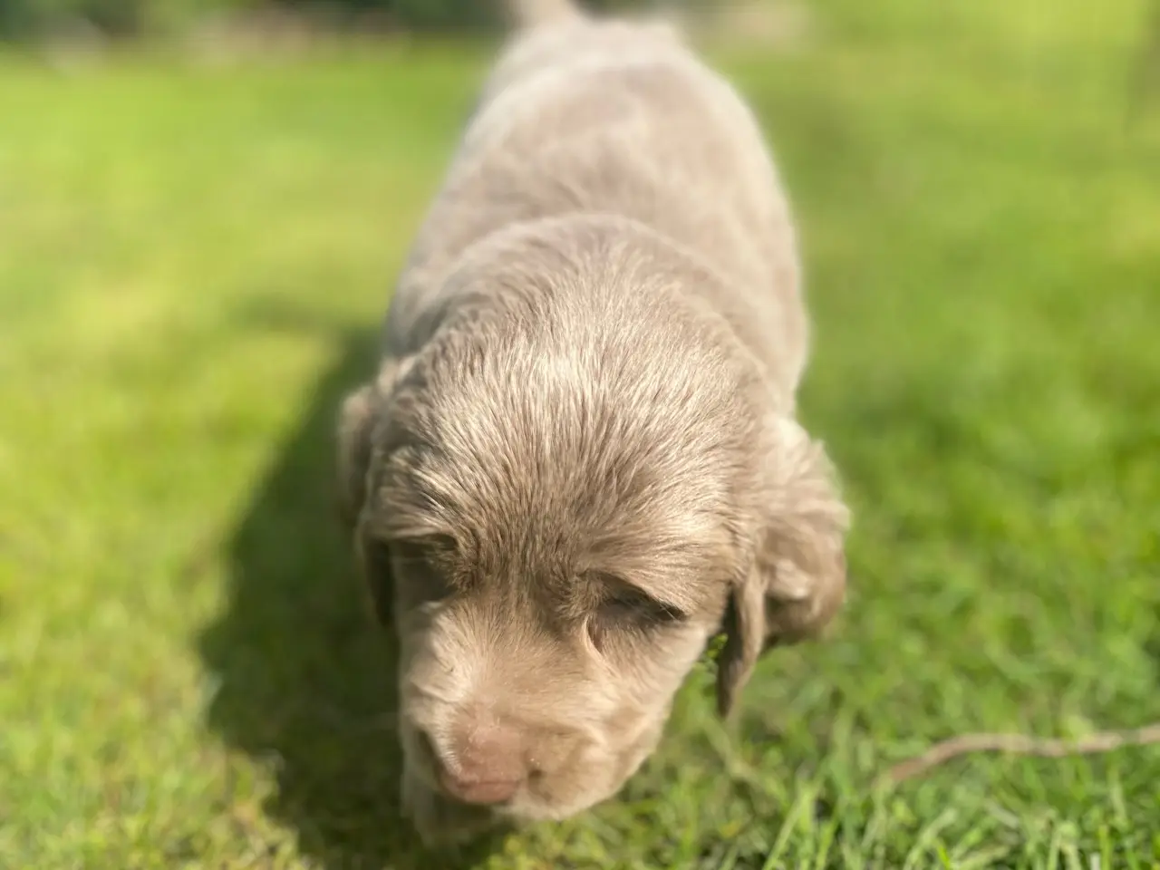 Billede 6 - Hvalp, bliver Golden retriever str