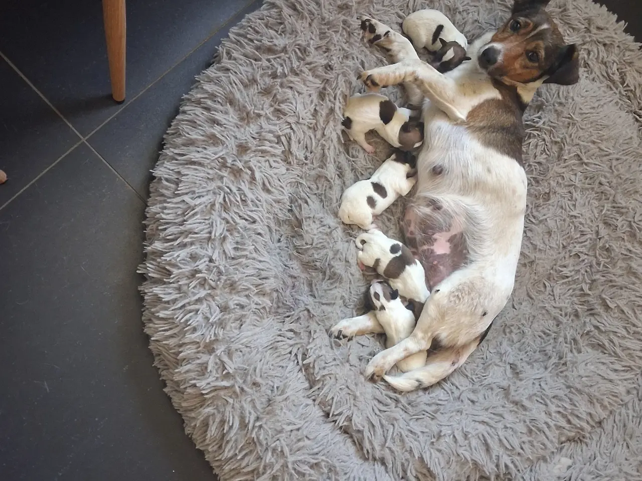 Billede 18 - Jack russel terriere