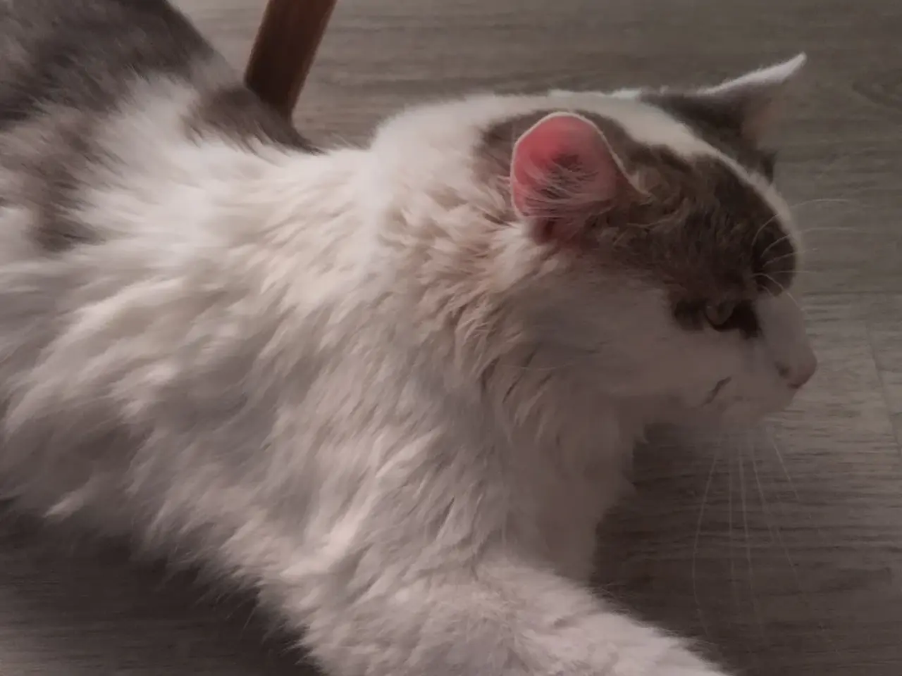 Billede 2 - Sød og kælen Main Coon blanding