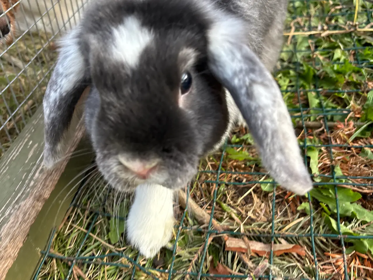 Billede 3 - Mini lop søger nyt hjem 