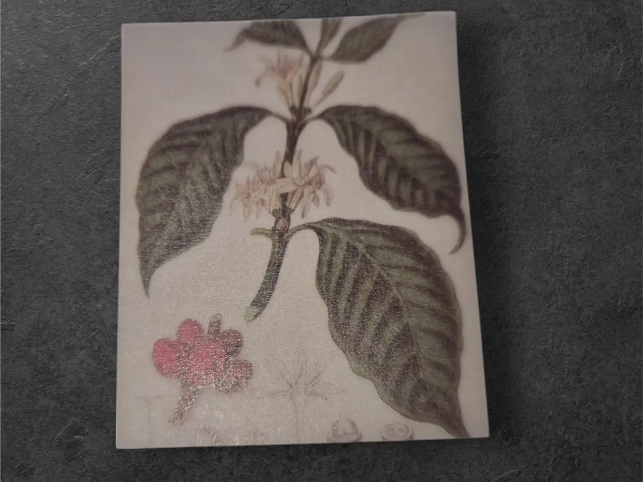 Billede 1 - Kaffeblomst – En hyldest til naturens aroma