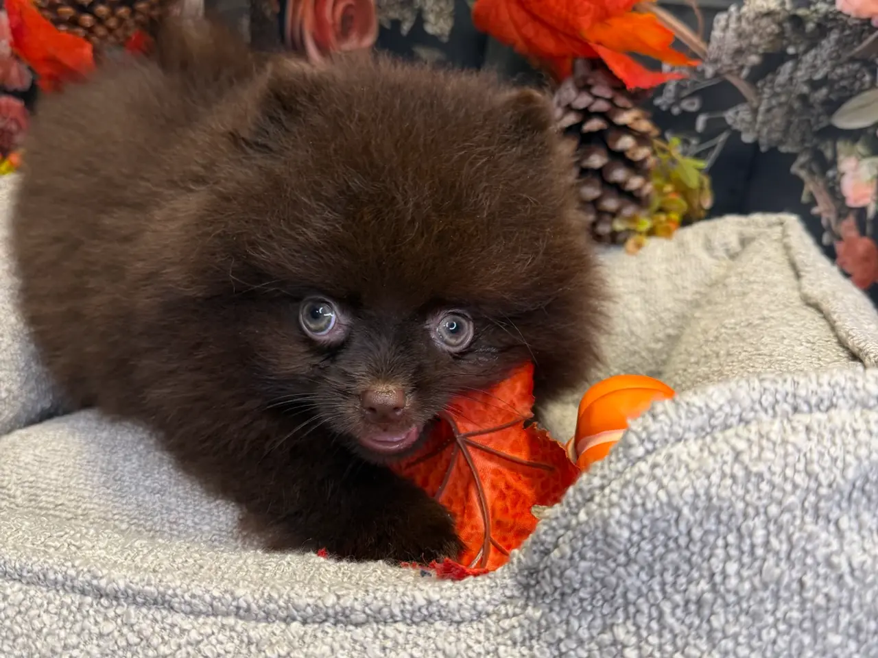 Billede 13 - 🐾💙 2 SMUKKE POMERANIA-DRENGE 💙🐾