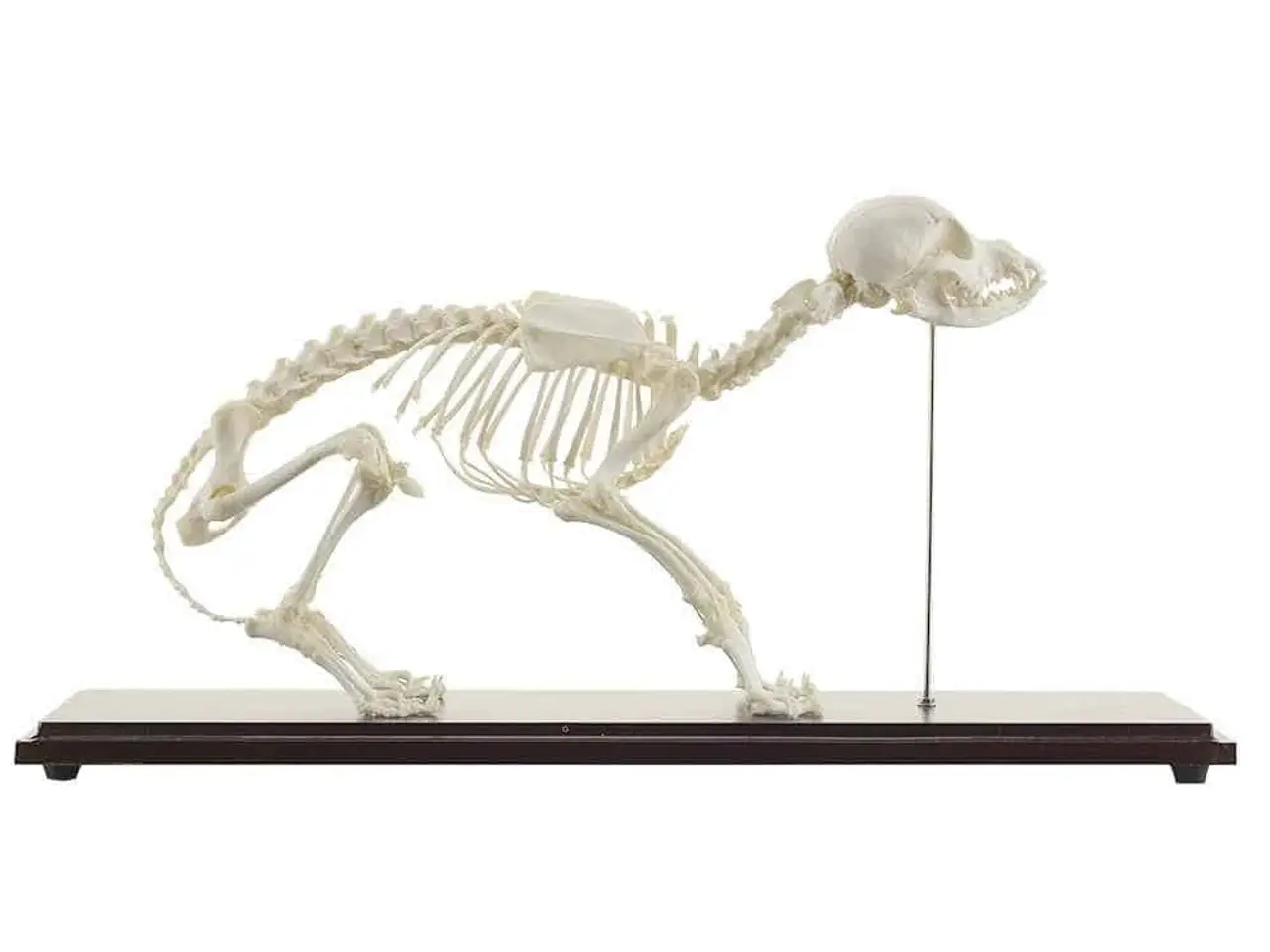 Billede 1 - Anatomimodel - hundeskelet