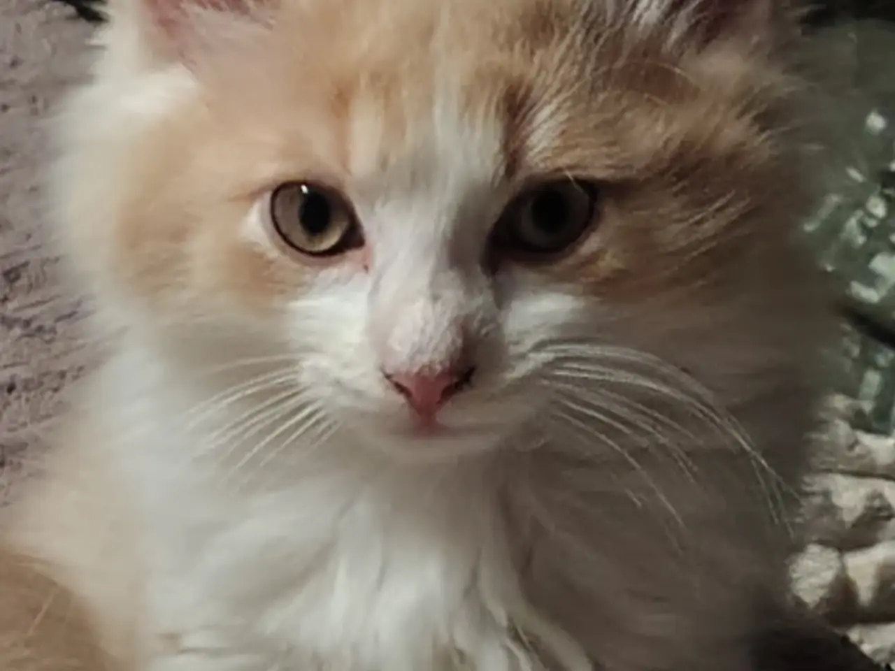 Billede 9 - Main Coon / Ragdoll blanding