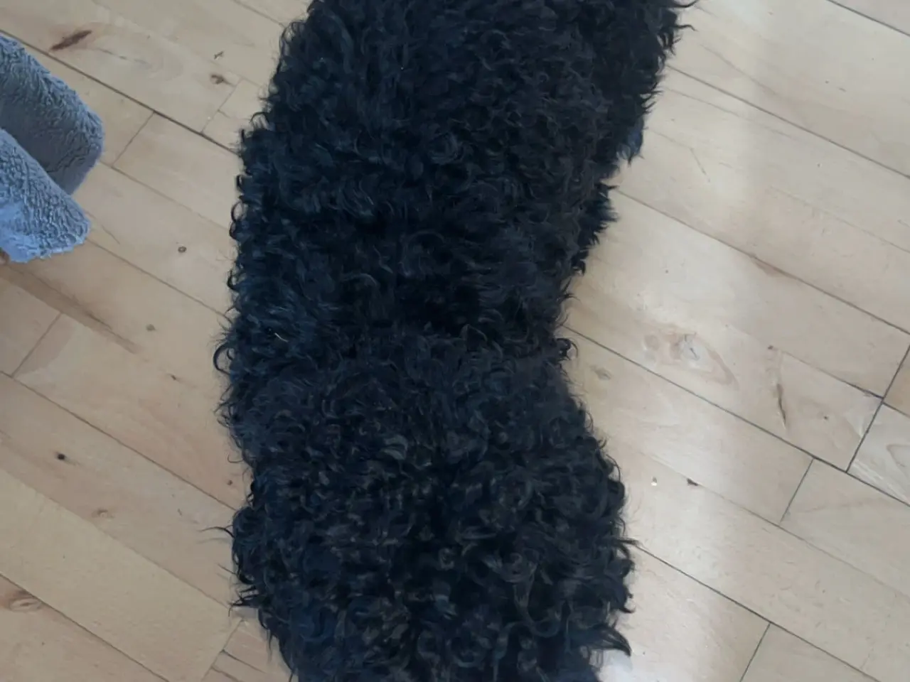 Billede 3 - Hanhund tilbydes til parring