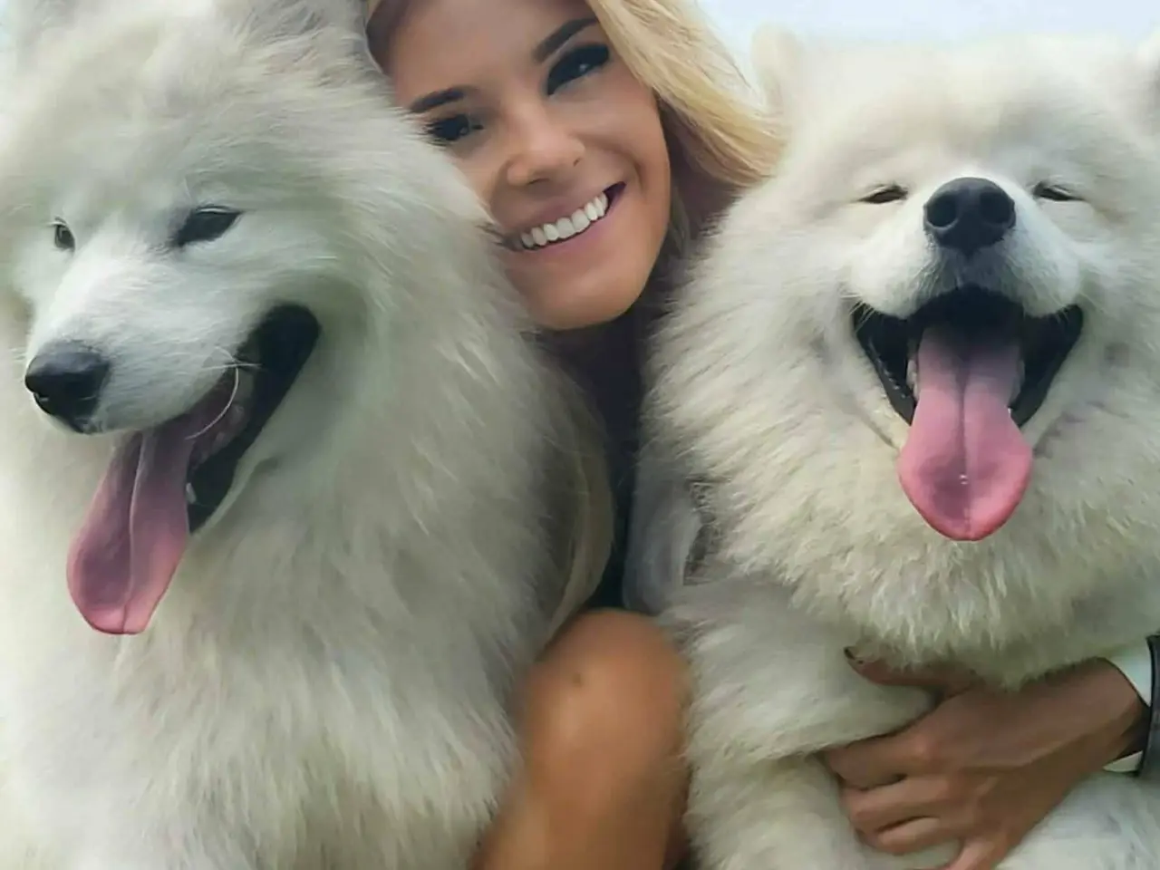 Billede 13 - Samojed-hvalpe fra anerkendt FCI-kennel 