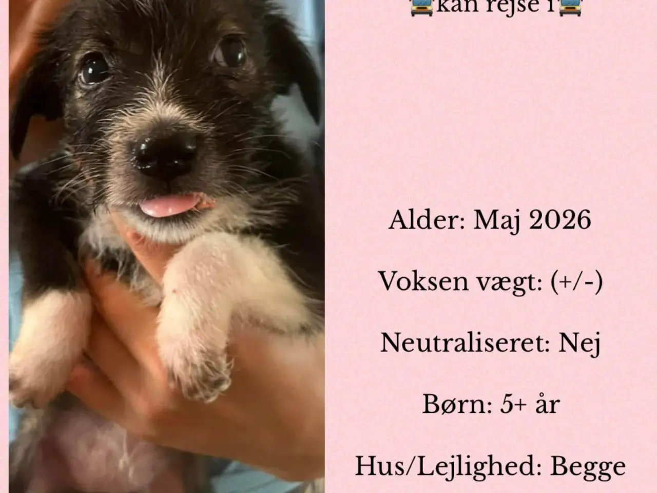 Billede 2 - Merian mangler familie