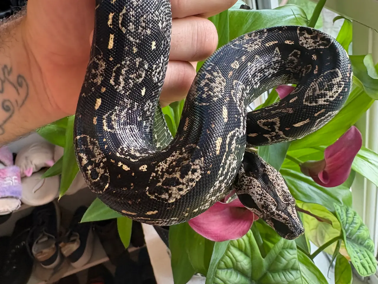 Billede 2 - Boa constrictor Keltic IMG poss Leopard Kahl A