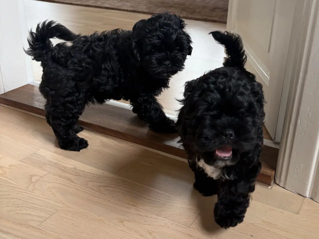 Billede 8 - 🐾 Shih-Poo hvalpe – klar til nye hjem🐾