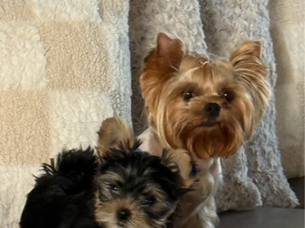 Billede 8 - De sødeste Yorkie hvalpe