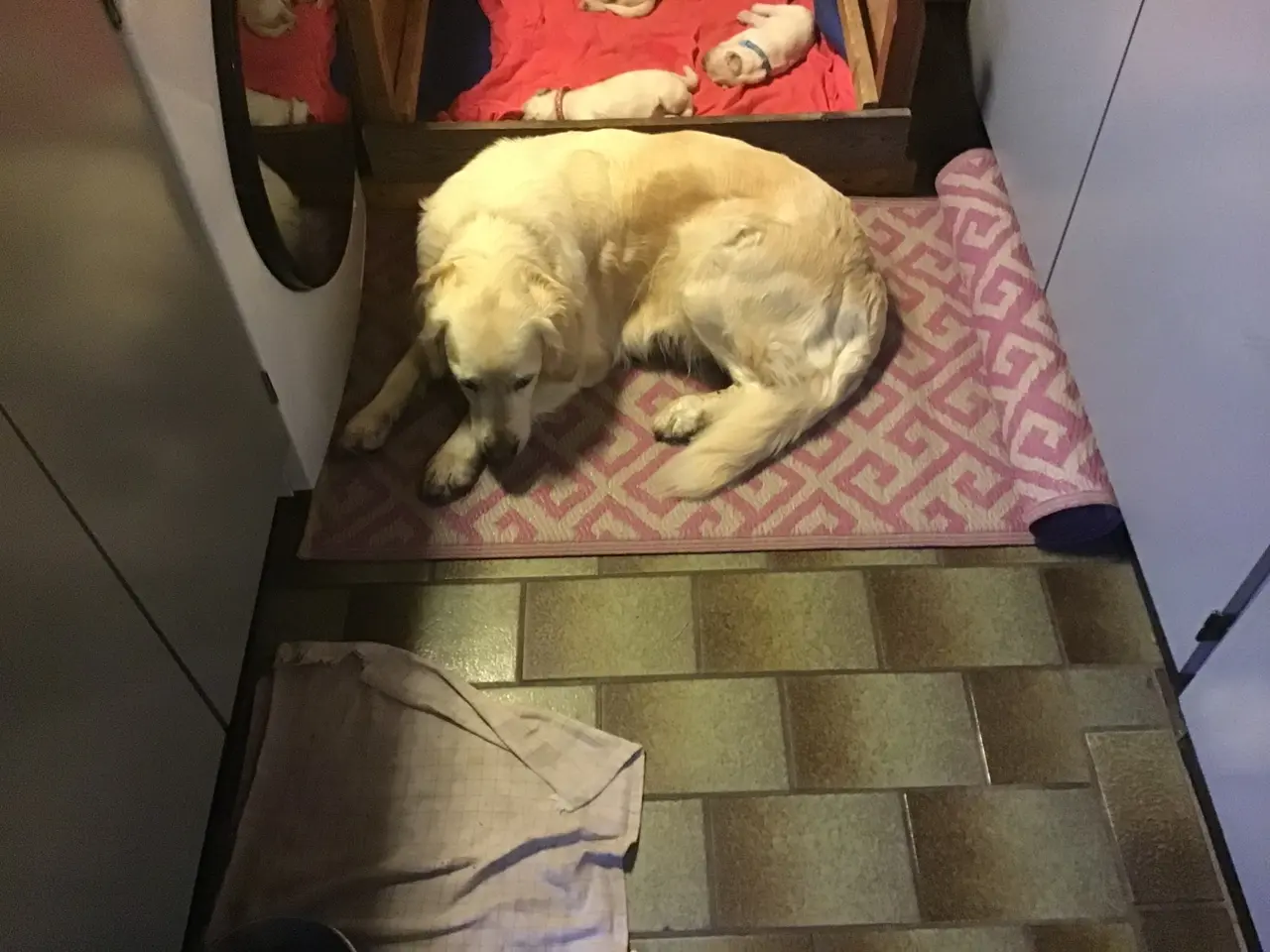 Billede 2 - Golden retriever hvalpe sælges.