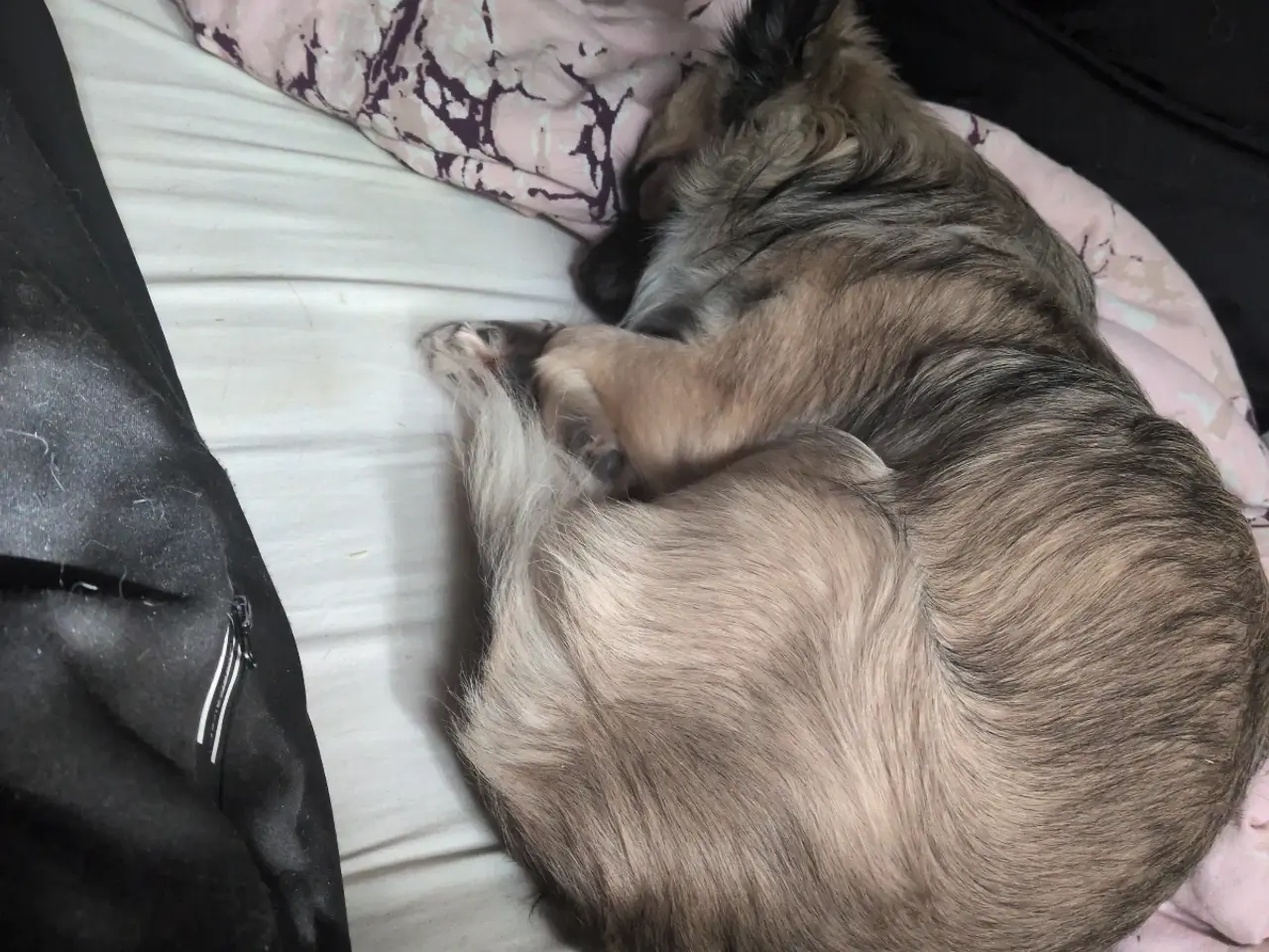 Billede 6 - Ren han langhåret chihuahua uden stambog